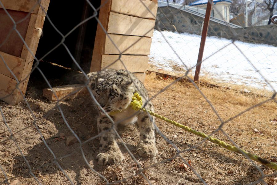 A snow leopard is seen in a cage at the governor's house in Fayzabad on February 4, 2024.- AFP pic