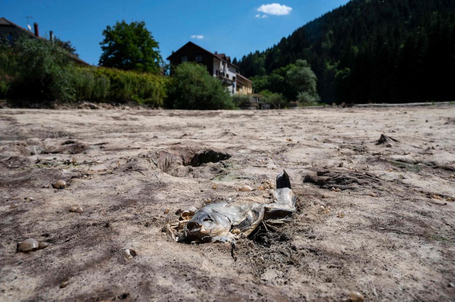 Photo taken on July 31, 2020 A picture taken on July 31, 2020 in Maisons-du-Bois-Lievremont, eastern France, shows a dead fish in the dry Doubs river as a heat wave hits France. - AFP Pic