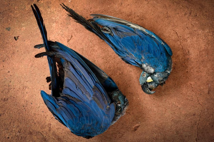 Dead Lear's macaws (Anodorhynchus leari), electrocuted after flying into a power grid close to the Canudos Wind Energy Complex, are pictured in Canudos, Bahia state, Brazil, on May 6, 2023. - AFP Pic
