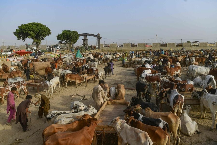 Goat sellers sale livestocks at market ahead of Eid al-Adha festival in  Hyderabad, India - Xinhua | English.news.cn