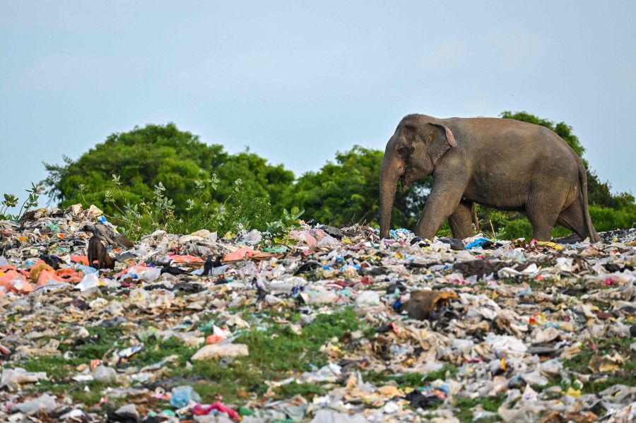 Picture taken on June 3, 2023, a wild elephant eats rubbish mixed with plastic waste at a dump in Ampara. - AFP Pic