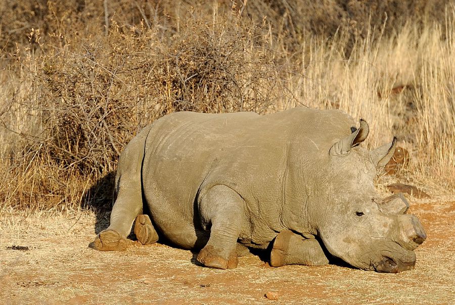 A US judge sentenced  extradited Liberian Moazu Kromah, to 63 months in prison for conspiring to traffic millions of dollars' worth of horns and ivory from endangered rhinoceros and elephants. - AFP Pic