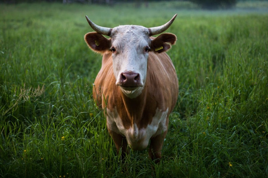 Master Dairy Cow Skills in Ranch Simulator 