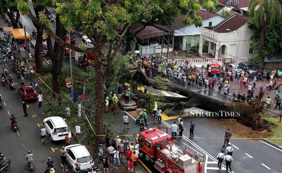 The Penang Island City Council (MBPP) has expressed regret over an incident along Jalan Perak here this morning, where a century-old Angsana tree uprooted and crashed into a Proton Wira, killing its driver. - STR/MIKAIL ONG