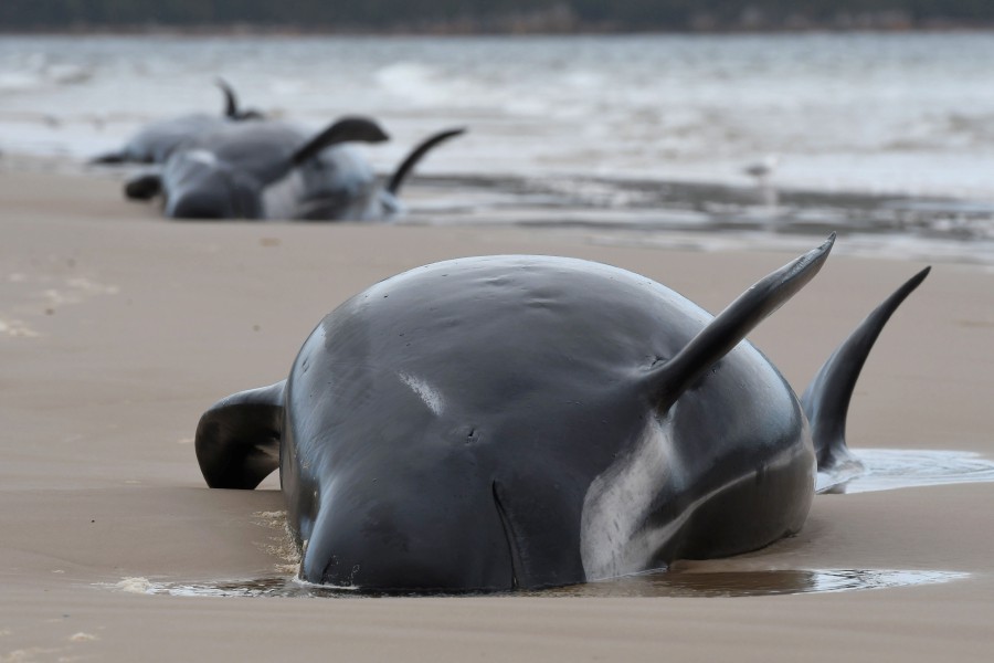 Hundreds of whales dead in Australia stranding