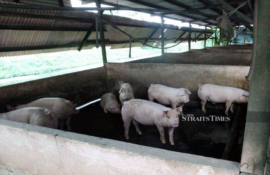 Sarawak has detected African Swine Fever (ASF) in three backyard pig farms in Durin, Sibu division. - NSTP file pic
