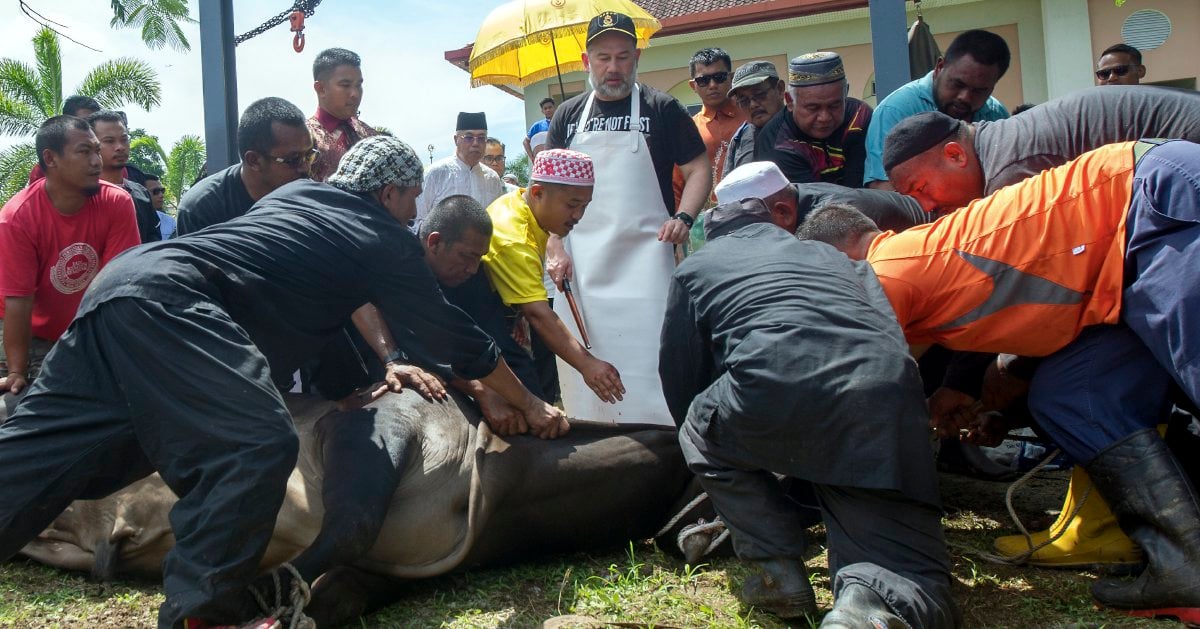 Agong attends Aidiladha cow slaughtering ceremony | New Straits Times