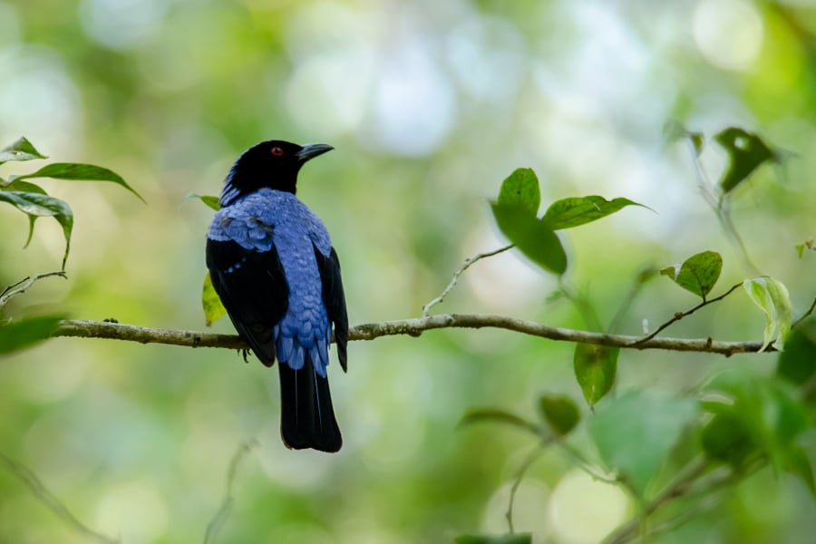 The Asian fairy bluebird is one of several bird species that can be encountered at the geopark. - File pic credit (Wikipedia)