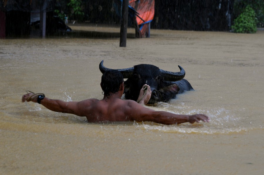 A breeder trying to rescue his buffalo as heavy rain led to floods in Kampung Belimbing, Jongok Batu in Dungun, Terengganu. - Bernama pic