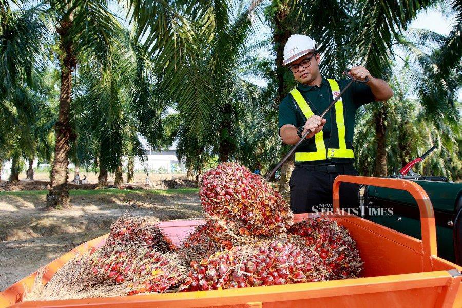 SD Guthrie Bhd’s net profit surged threefold to RM211 million in the first quarter ended Mar 31, 2024 (Q124) versus RM69 million posted in the same period last year supported by an improved fresh fruit bunch (FFB) production. STR / FAIZ ANUAR
