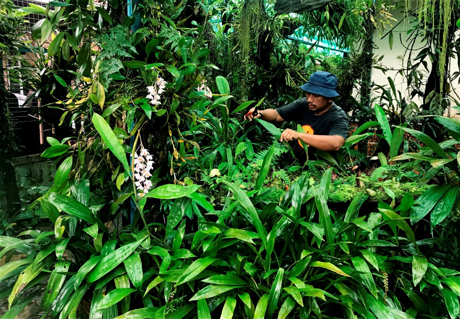 Photographer Suzairi Zakaria’s love for forest plants has led him to set up a conservatory for the endangered species in his house compound in Setiu, Terengganu.- BERNAMA Pic