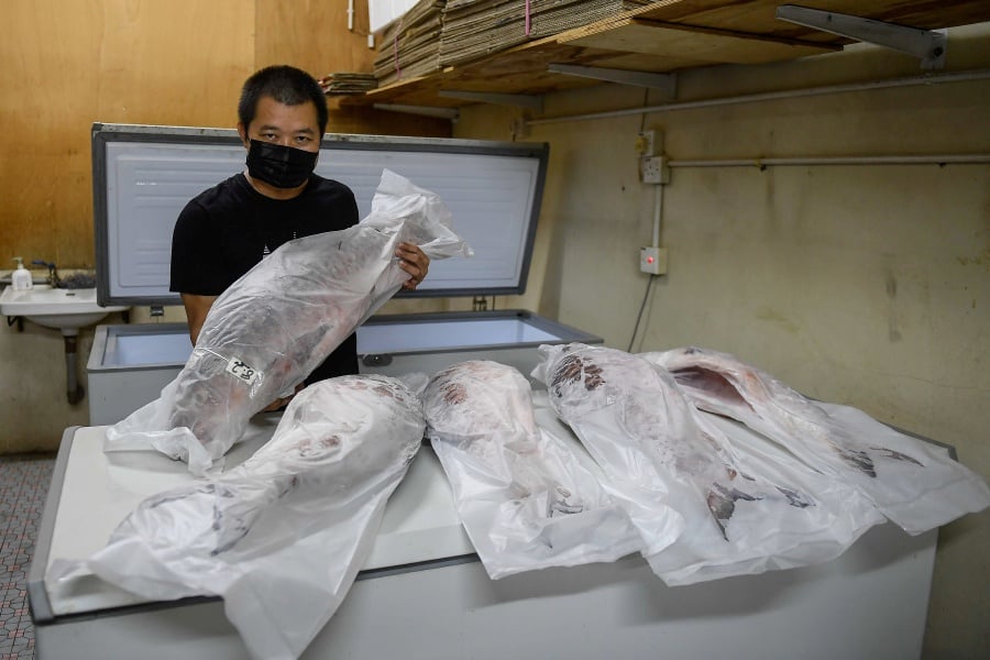 Loh also showed off an 8.2-kg empurau fish with a price tag of almost RM7,000 that had been frozen and waiting to be sold to a buyer from Kuching. - BERNAMA Pic