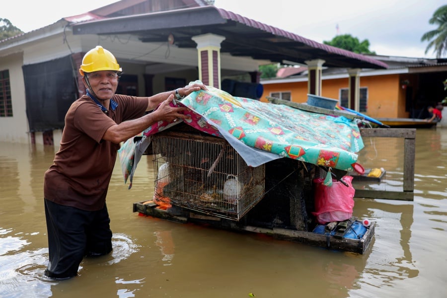Local resident, Cari Luman, 63, showed a floating cage that was specially built for his livestock so that they would not be affected by the floods that occurred in Kampung Delong today.- BERNAMA pic