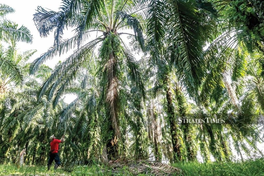 MPOC expects a decline in crude palm oil (CPO) prices in April, ranging between RM3,800 and RM4,000 per tonne, from the current RM4,250, due to increased soybean supply from South America and the gradual rise in palm oil production within Malaysia. NSTP/DANIAL SAAD