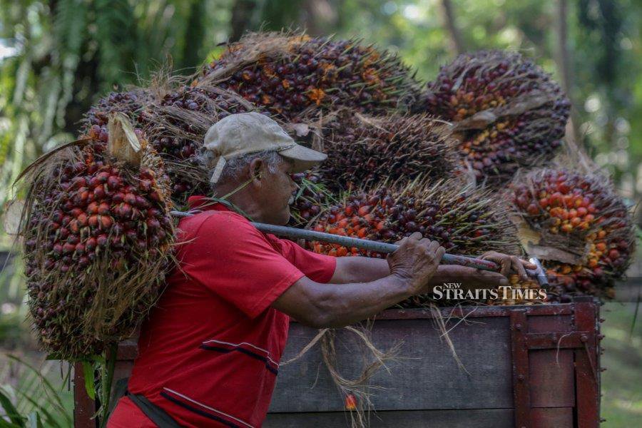 etween January and July this year, Estonia imported 2,501 tonnes of Malaysian palm oil worth RM20.22 million, the Czech Republic (95 tonnes worth RM0.88 million), and Hungary (853 tonnes worth RM6.73 million). - NSTP/DANIAL SAAD (for illustration purposes only)