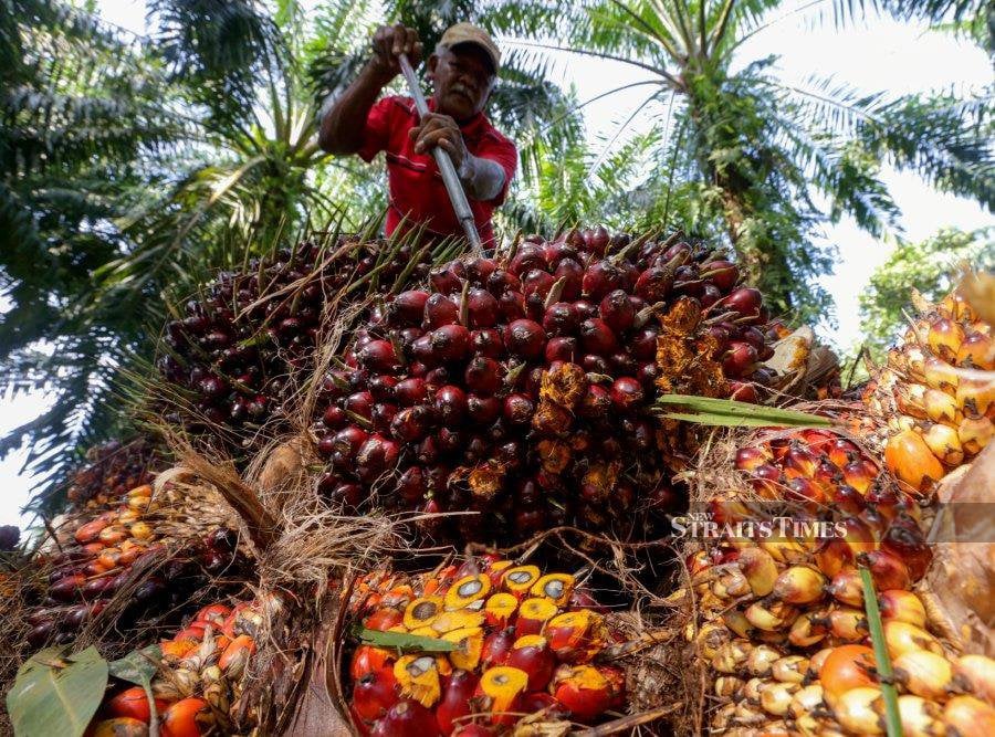 80 percent of Sabah palm oil plantations have achieved MSPO Certification in Sabah. - NSTP file pic
