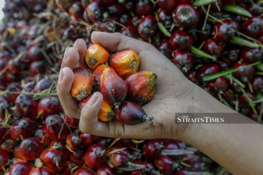 The Malaysian Palm Oil Board (MPOB) has all the facts, based on scientific research, related to palm oil nutrition and how it performs in relation to the environment. - NSTP file pic