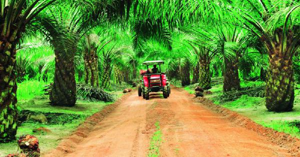 Boustead Plantations buys oil palm lands in Sabah for RM397m | New ...