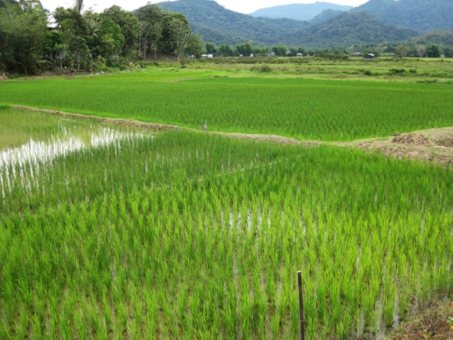 Bario rice stands as a testament to the region's agricultural prowess, earning its reputation as one of the world's finest grains. - File pic credit (Sarawak Tourism Board)