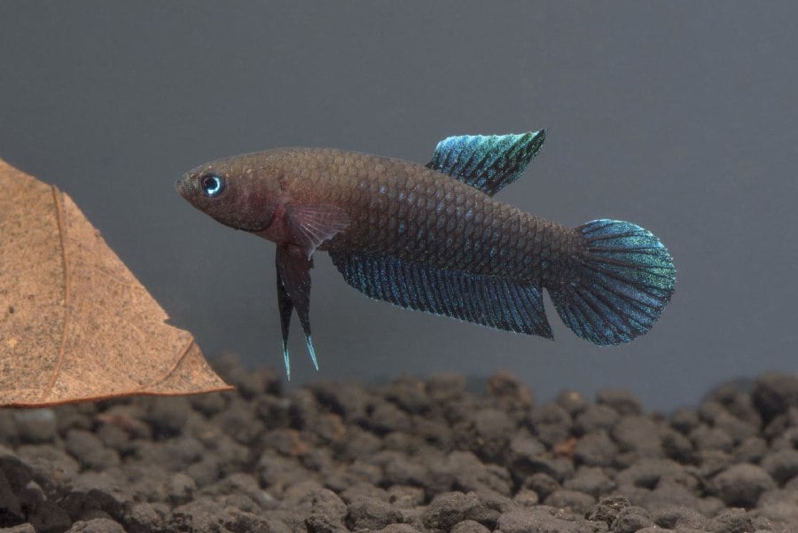 Betta Persephone is listed in the IUCN red list. - NSTP/ courtesy of Dr Zahar Azuar Zakaria