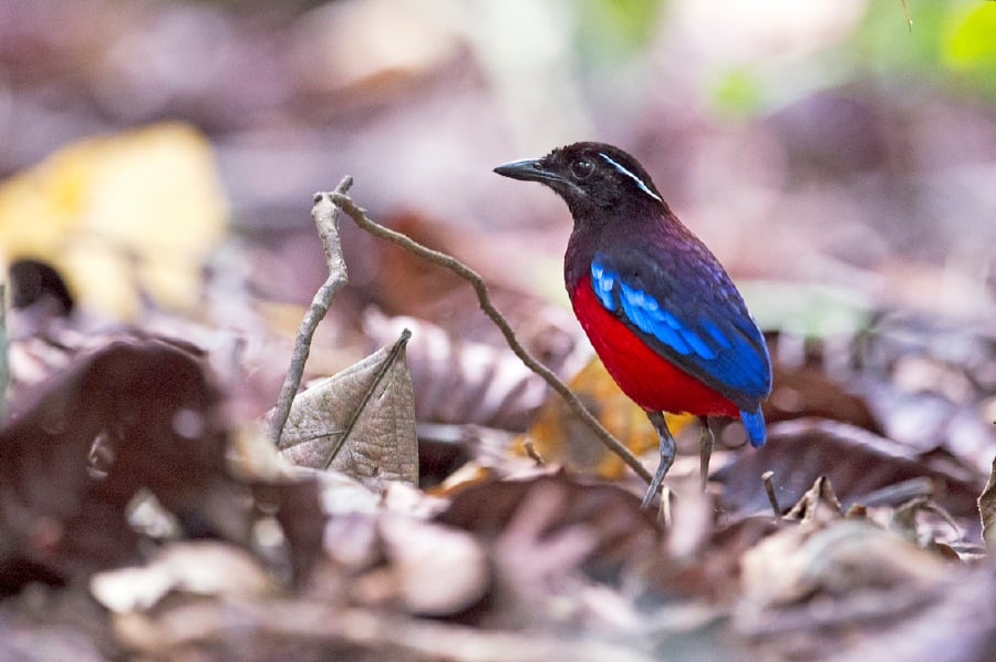 A Black Headed Pitta. - File pic credit (Sabah Tourism Board)