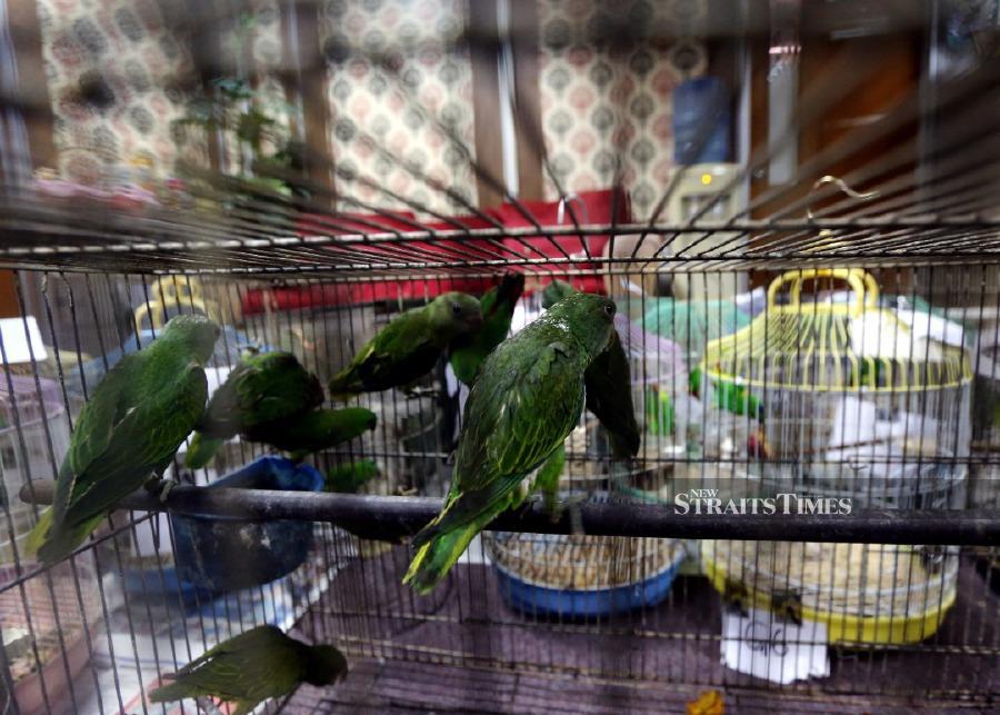 “In the first raid in Jalan Taliapi, Kampung Tengku Hussein here, we seized 24 Blue-Crowned Hanging Parrots, 11 Blue-Naped Parrots and a Long Tailed Parakeet, Perak Perhilitan director Yusoff Shariff said. - NSTP/ABDULLAH YUSOF