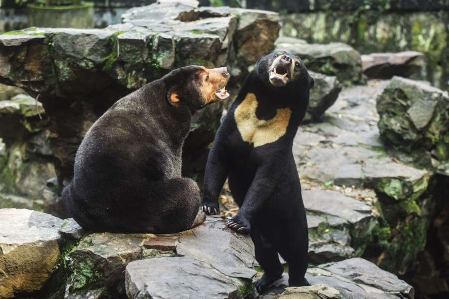 This remote village in Japan sells bear meat from a vending