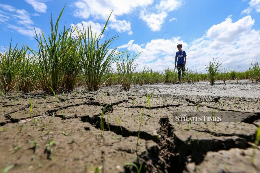Despite the prevailing hot and dry conditions, particularly in Kedah, the rice planting activities in Kawasan Muda have remained largely unaffected, says the Muda Agricultural Development Authority (MADA). - NSTP/DANIAL SAAD
