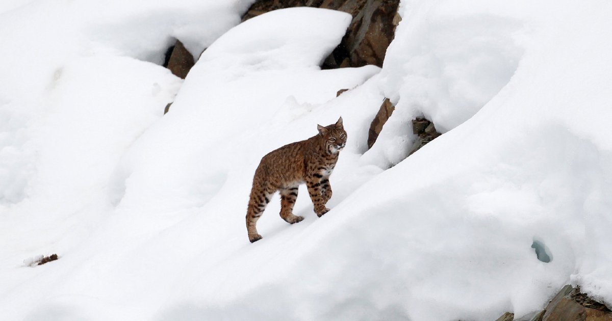 Canada Lynx - Endangered Species Coalition