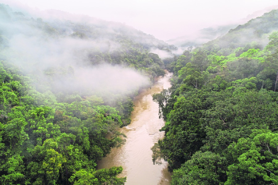 Budget allocations are important to implement carbon initiatives, including enhancing forests as carbon sinks, to address climate change. - PIC COURTESY OF Mazidi Abd Ghani/WWF Malaysia