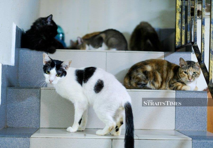 Erwan Abdul Ghani said he has many commitments, including his pet cats. - NSTP/File Pix 