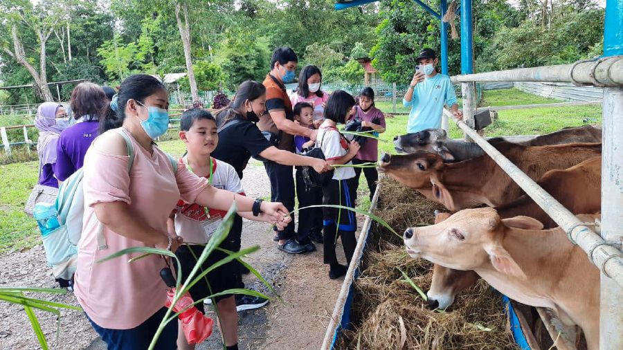 Ruminant Park A New Magnet As Agrotourism Takes A Foothold In Johor 