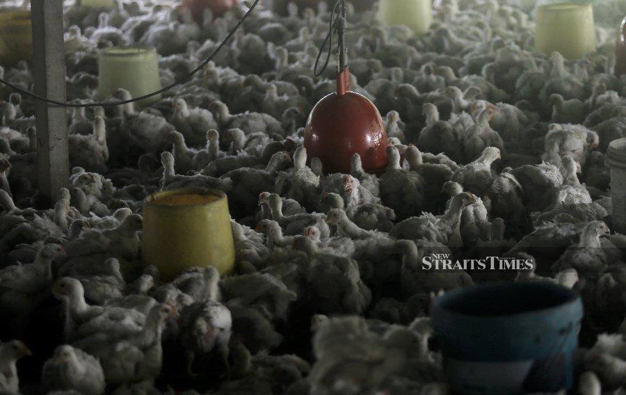 But poultry farmers, poultry distributors and poultry traders wanted the price control to go because they preferred the freedom to set the price as they pleased. - NSTP file pic