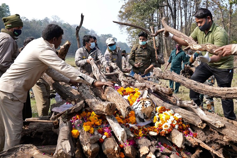 People preparing the funeral pyre of the 'Collarwali' tigress at the Pench Tiger Reserve in the Karmajhiri range of India's Madhya Pradesh state. -AFP PIC