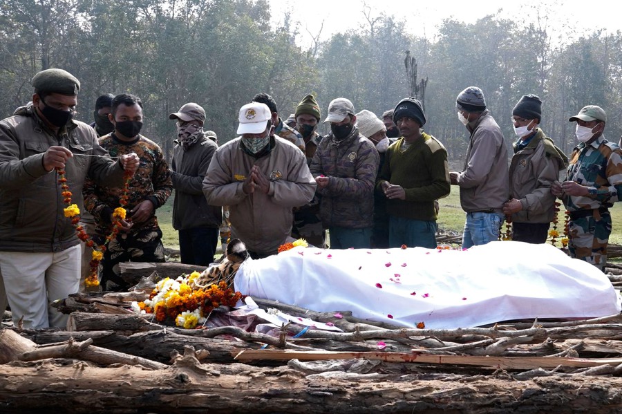 People paying respect to the 'Collarwali' tigress during its funeral ceremony at the Pench Tiger Reserve in the Karmajhiri range of India's Madhya Pradesh state. - AFP PIC