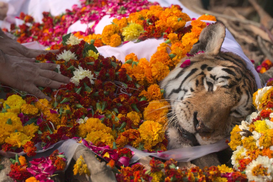 The carcass of the 'Collarwali' tigress during its funeral ceremony at the Pench Tiger Reserve in the Karmajhiri range of India's Madhya Pradesh state. - AFP
