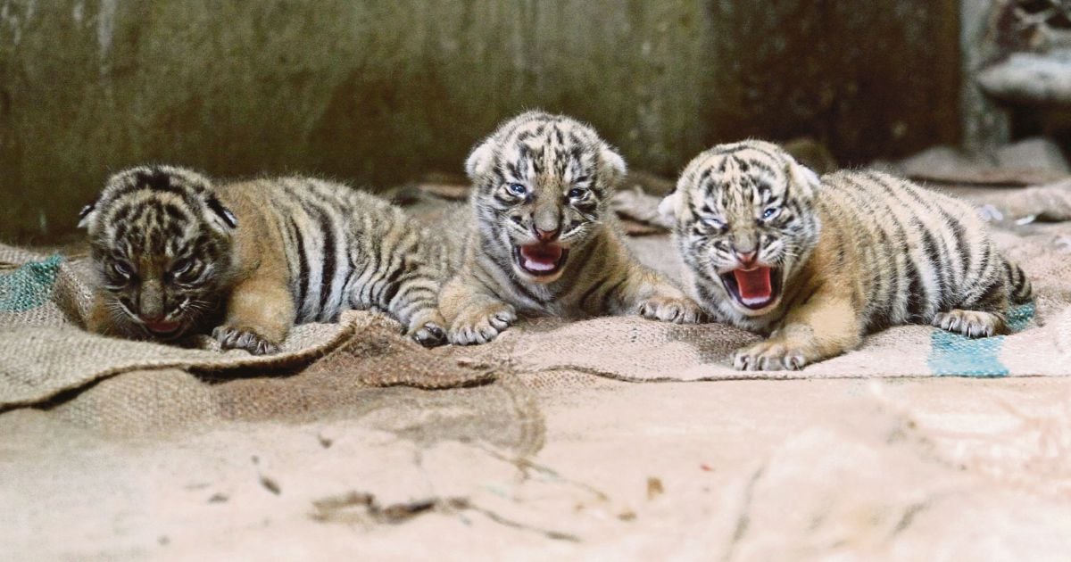 Tiger cub's death another blow to Zoo Negara