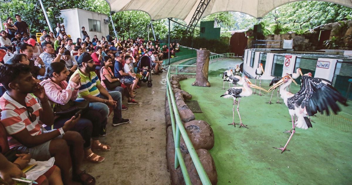 Potential Sponsors Offer To Keep Zoo Negara Afloat After Nst Report