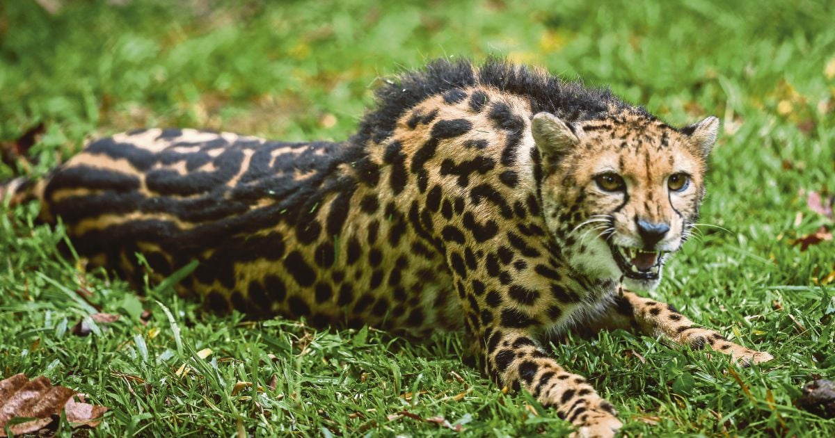Zoo Negara's King Cheetah one of only 30 in world