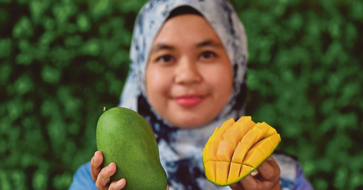 Terengganu growing harumanis mangoes | New Straits Times