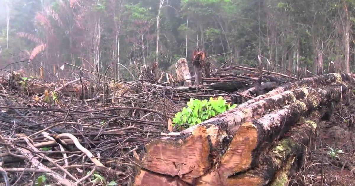 Indiscriminate logging gives timber industry a bad name | New Straits ...