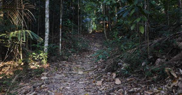 Bukit Wawasan is off-limits for hikers, public  New 