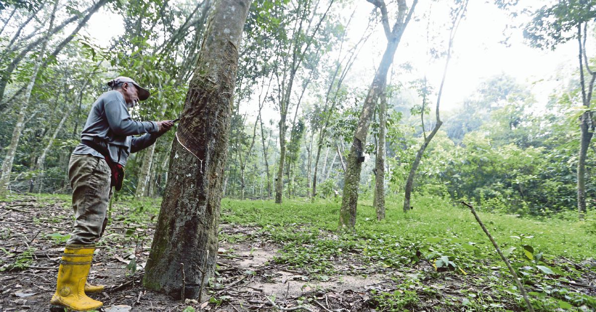 R&D can make rubber, coconut great again | New Straits Times