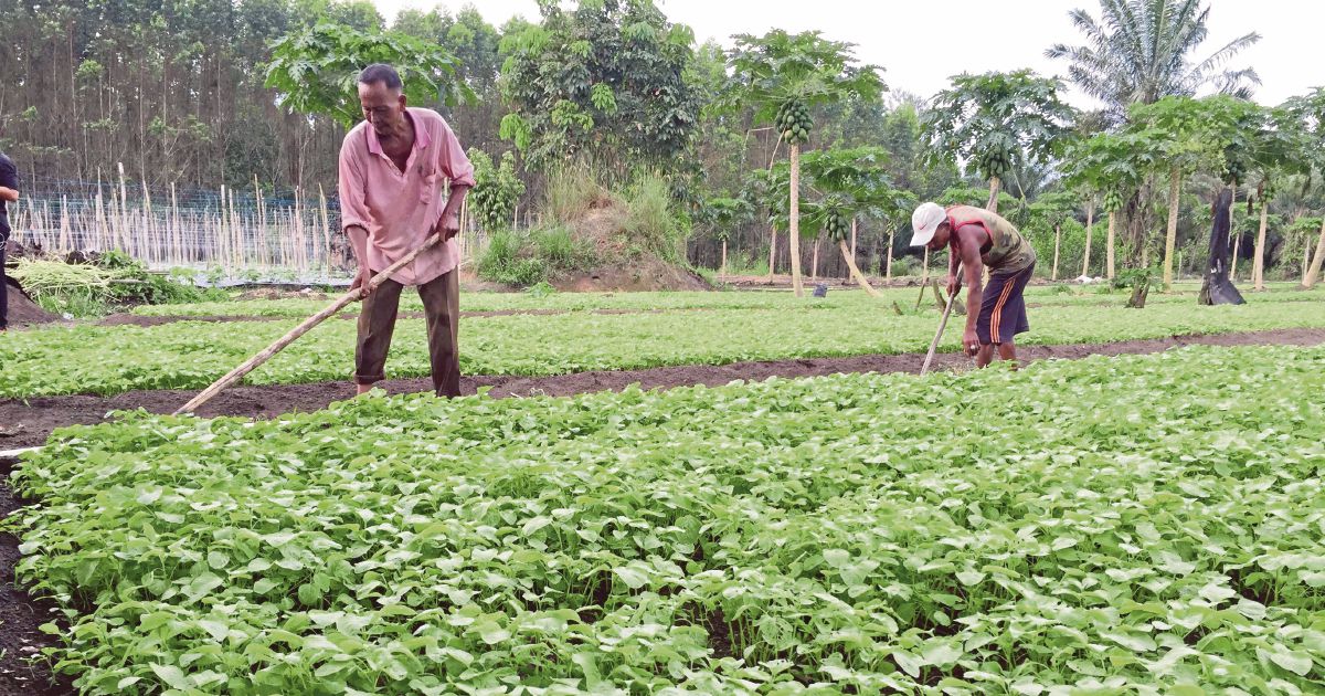 Repositioning agricultural education for development | New Straits Times