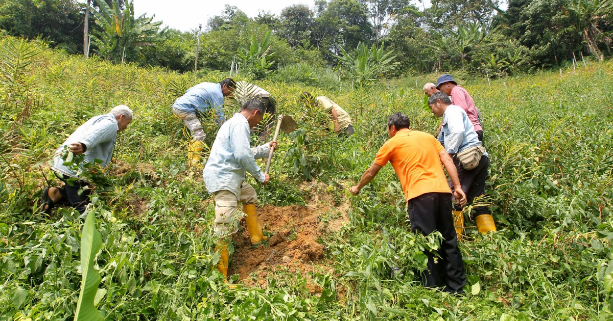 Young farmers left in a dilemma | New Straits Times