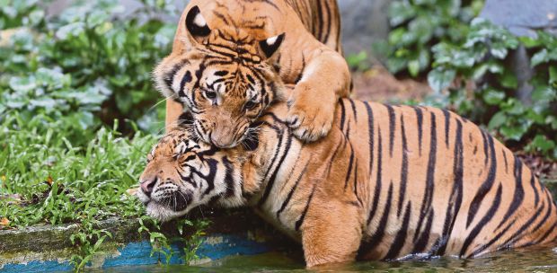 Zoo Negara Reopens Today