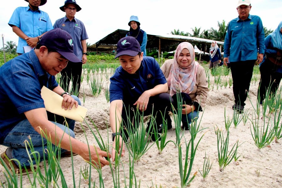  The Agriculture and Food Security deputy minister Datuk Arthur Joseph Kurup said however a comprehensive study including evaluation of the soil is needed for implementation by the respective parties to ensure the project proceeds smoothly. - Bernama pic