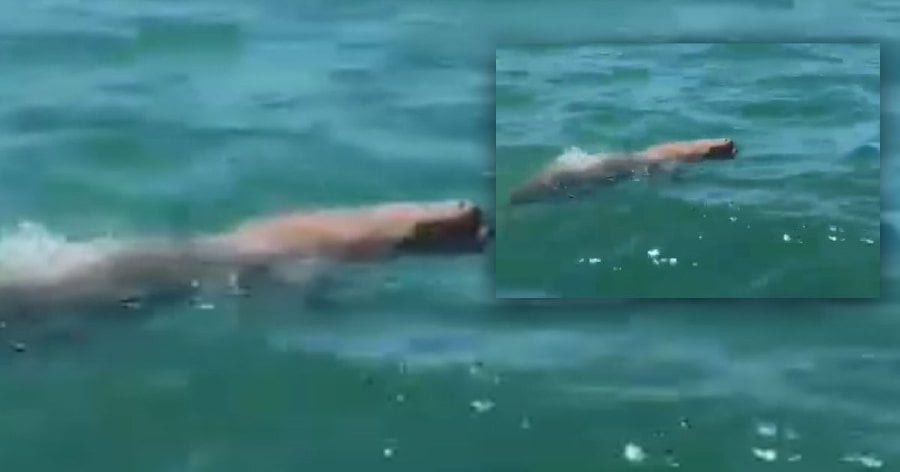 A resort staff spots on rare dugong off Kota Kinabalu waters here yesterday. - Pic courtesy Bonaventure A. George video