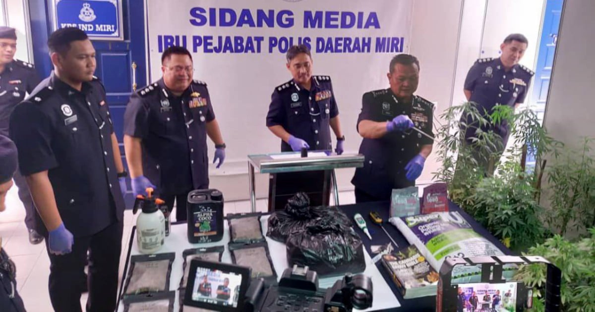 Police seize 143 cannabis plants from Miri home