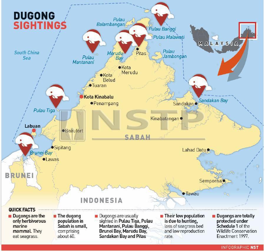 [Exclusive] 'No proof of dugongs going extinct' | New Straits Times ...